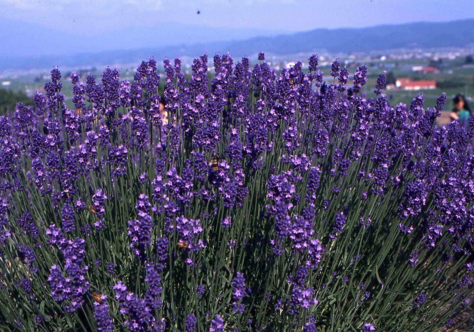 Pension Lavender Фурано Экстерьер фото